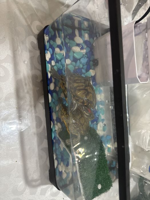 Продам двух красноухих черепах