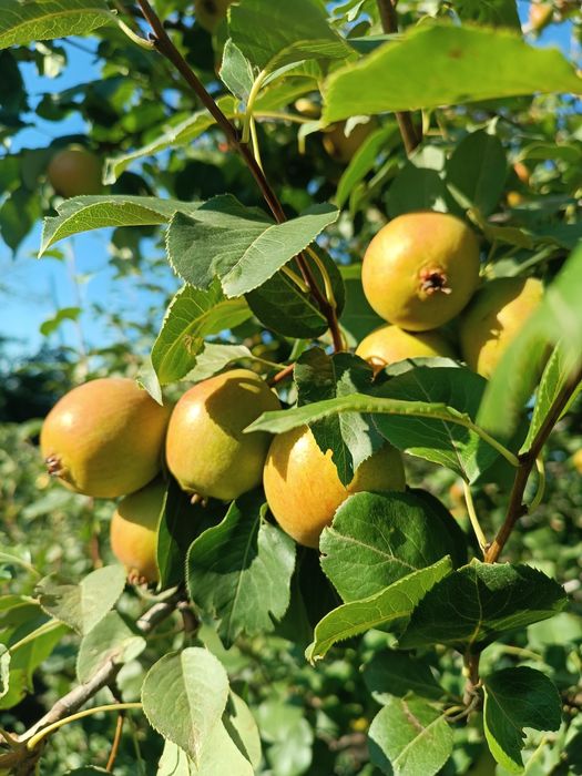 Саженцы грушы ..