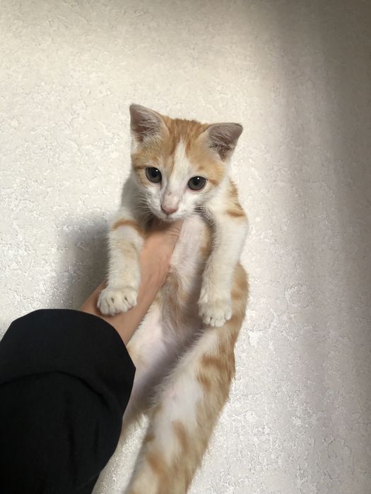 кошка бесплатно мальчик