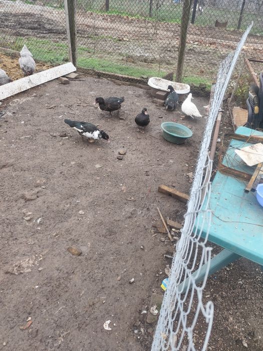 Vând rațe tinere de casa și mute