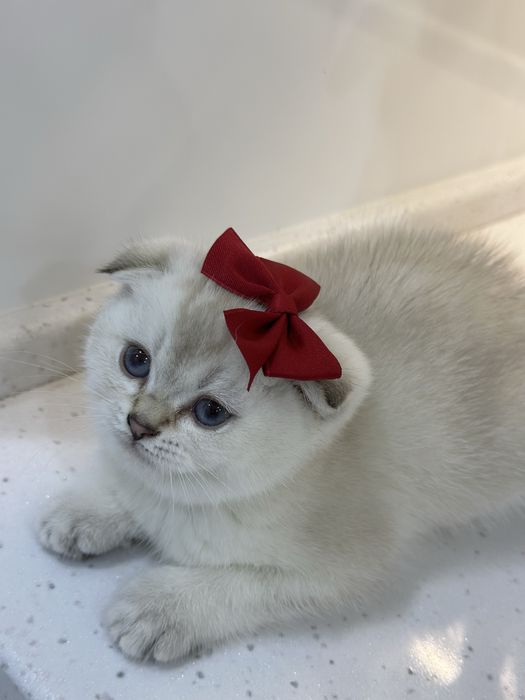 Котенок 2 месячный scotish fold