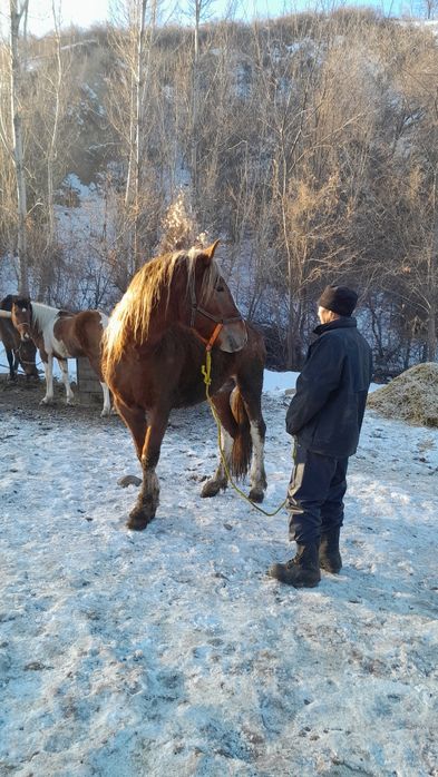 Айғыр бесті, жеребец пятилетка