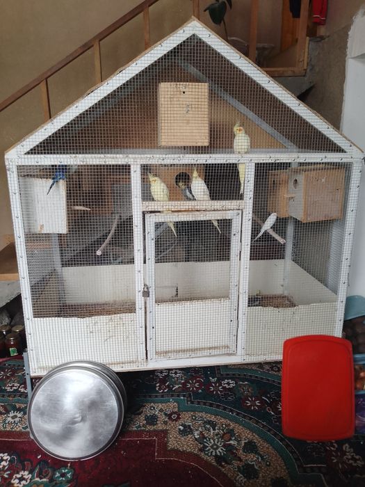 Папугайлар сотилади