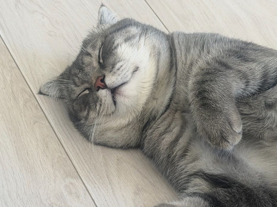 Отдам кота в добрые руки