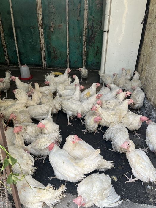 Продам курей несушки