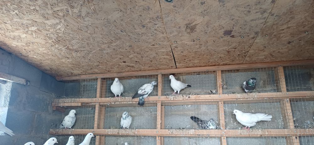 Продам бакинцов голоногих