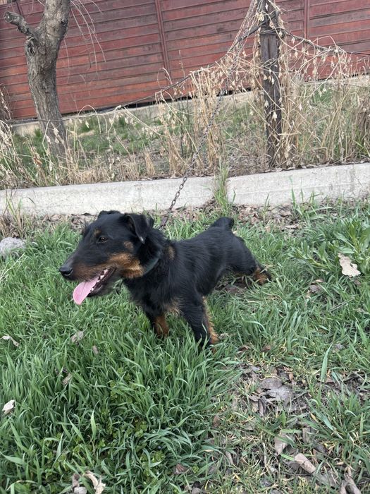 ягдтерьер 7 месяцев