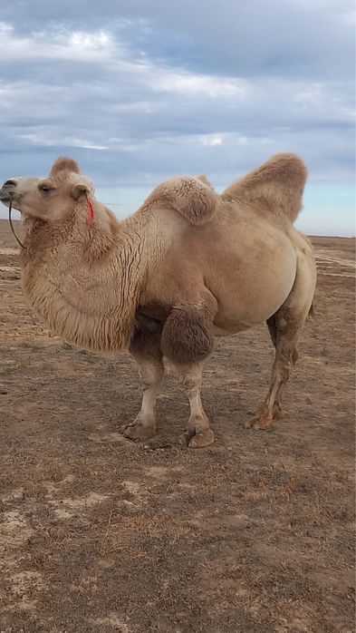 7 жасар бура сатылады