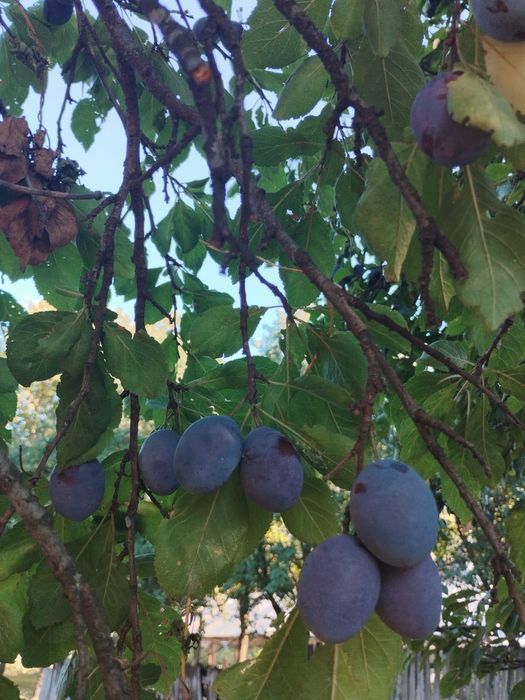 Prune de vara (perje muntenesti) Bacau Parava
