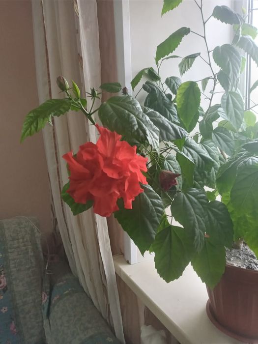 Продам гибискус махровый