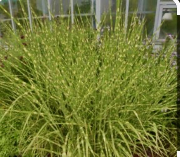 Мискатус зебрина