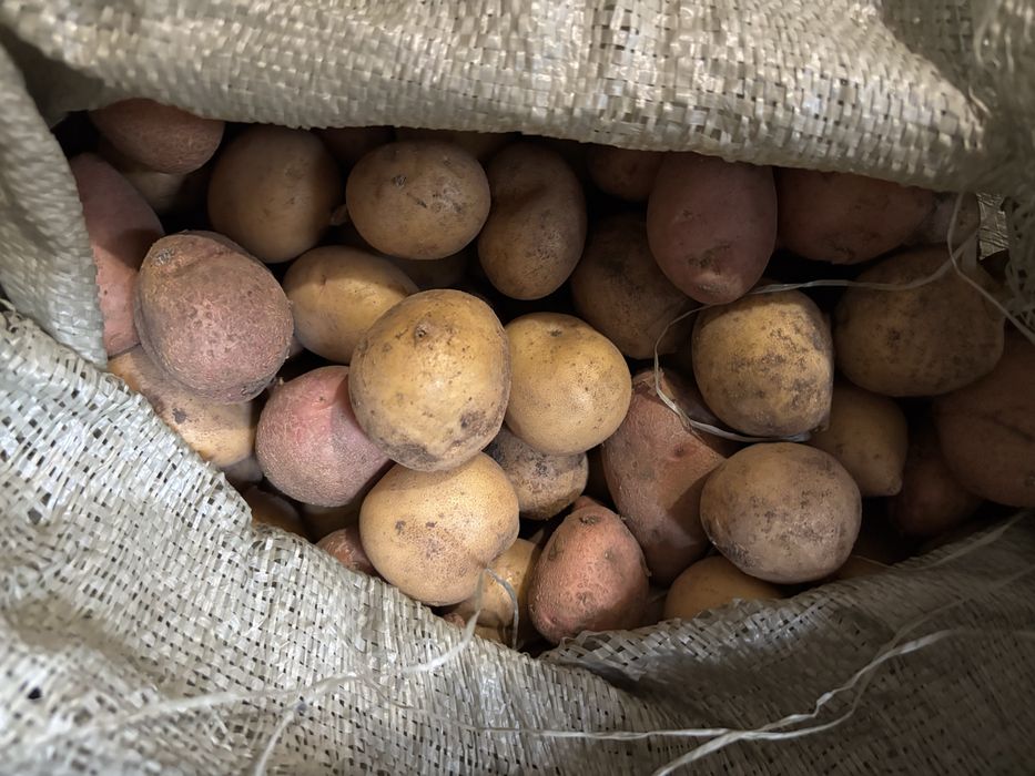 Продам дачный картофель