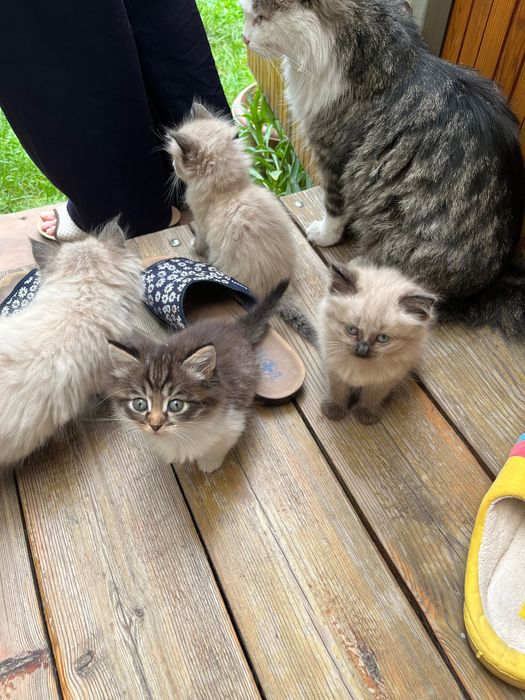 Отдам котят в хорошие руки
