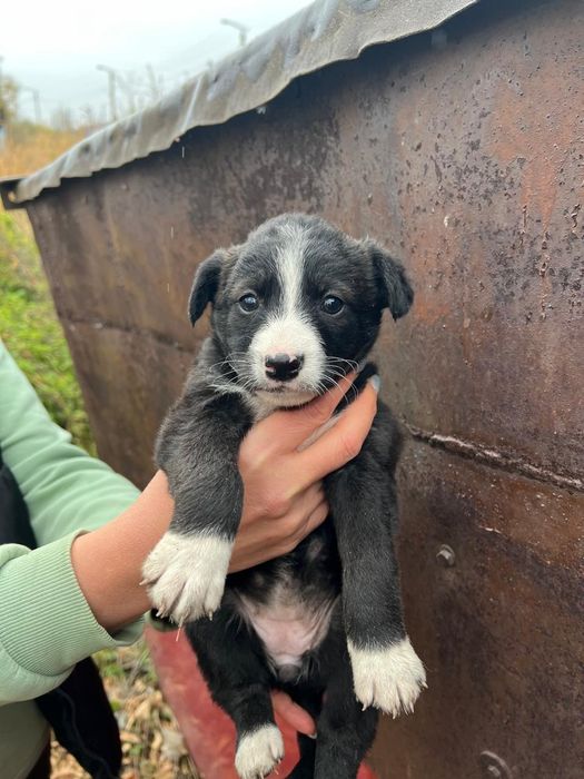 Щенки в добрые руки