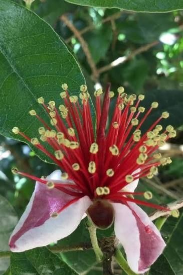 Ананасова гуава (Фейхоа)