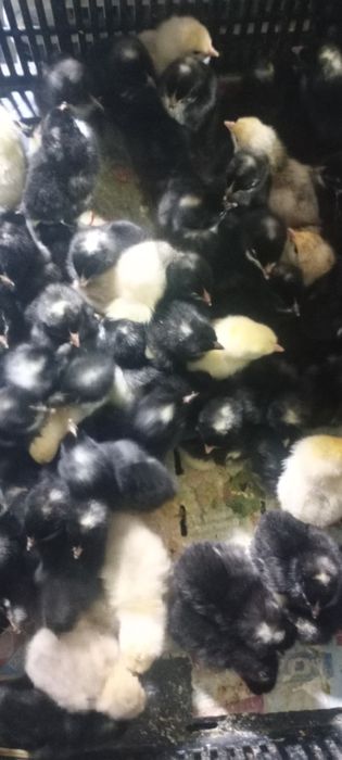 Pui de găină o zi