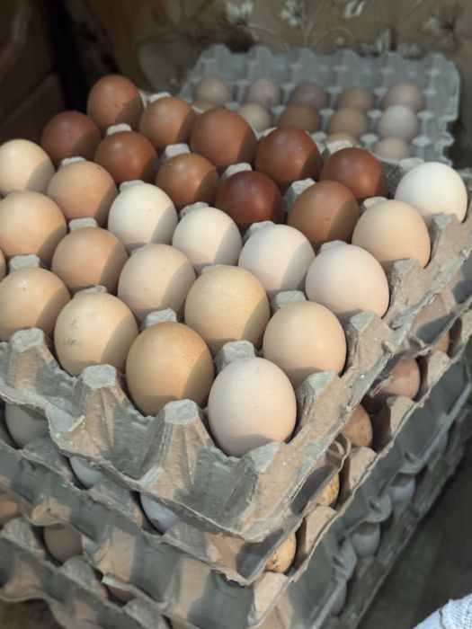 Инкубационное яйцо !