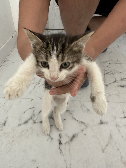 Подарявам малко котенце