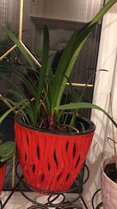 Продаю Комнатные цветы