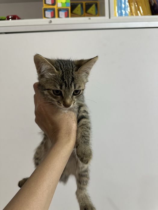 Котята - мышеловы.