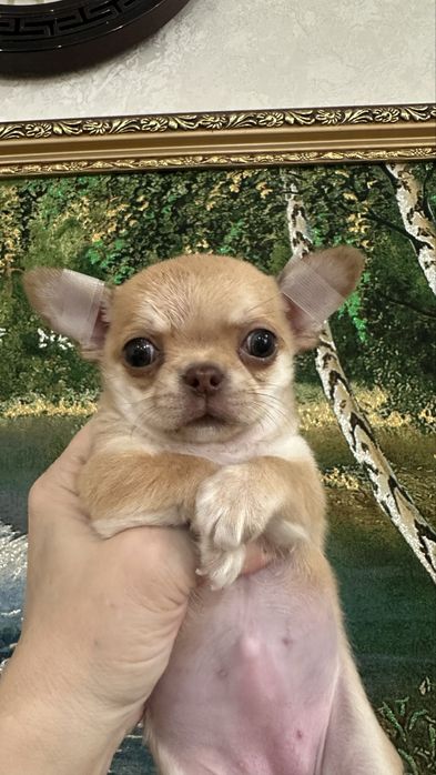 Очаровательная малышка чихуашечка