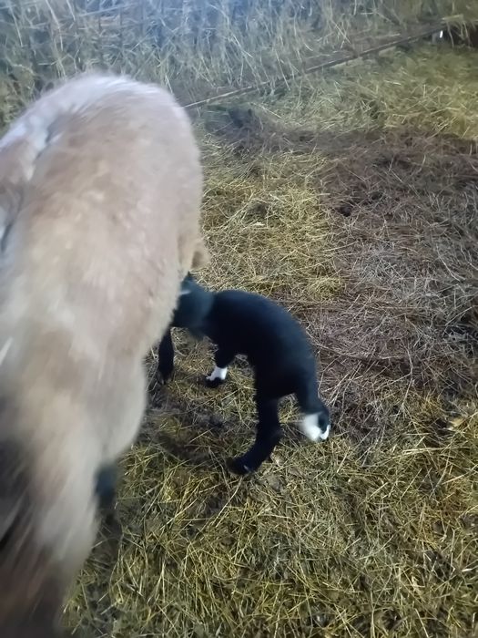 Vând oi carabase sârbești