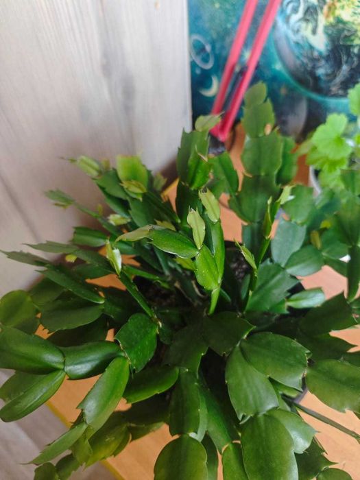 Продам Декабрист (или шлюмбергера)