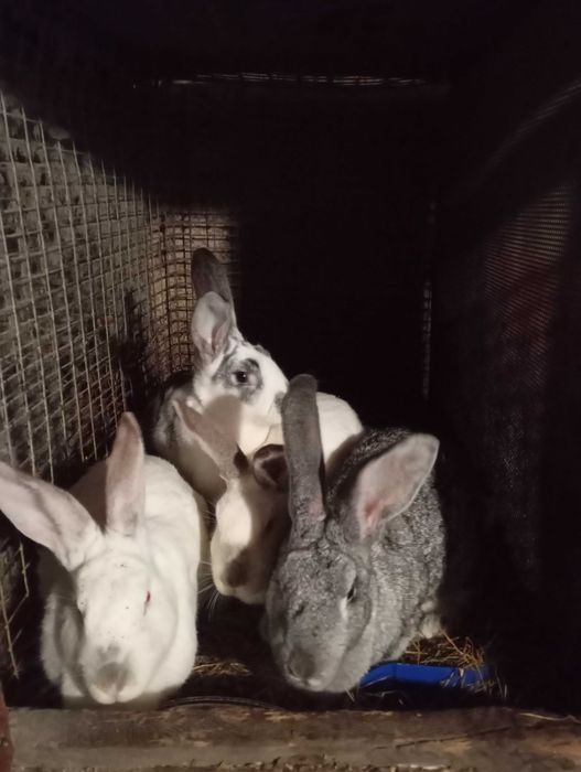 Кролы,кролихи продам