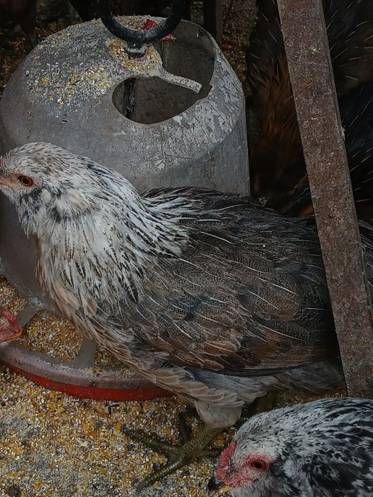 Familii  Araucana Potârnichiu/Silver