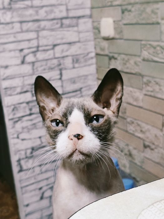 Отдам кота, в добрые руки