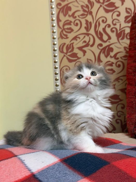 Шотландские длинношерстные  малыши