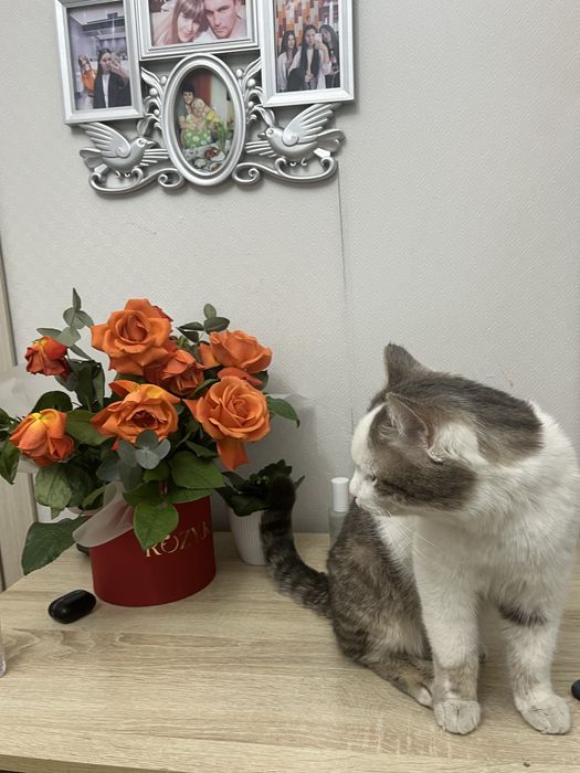 Отдадим котика в добрые руки