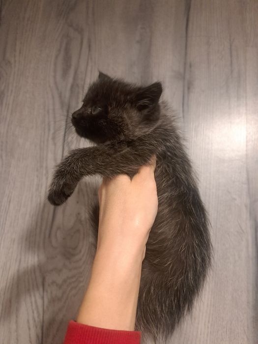 Отдам котят 1,5 мес