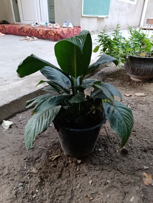 Спатифилум сенсация подростки в 2х и 3х литровых горшках