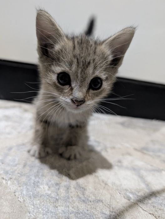 Отдам котят в добрые руки