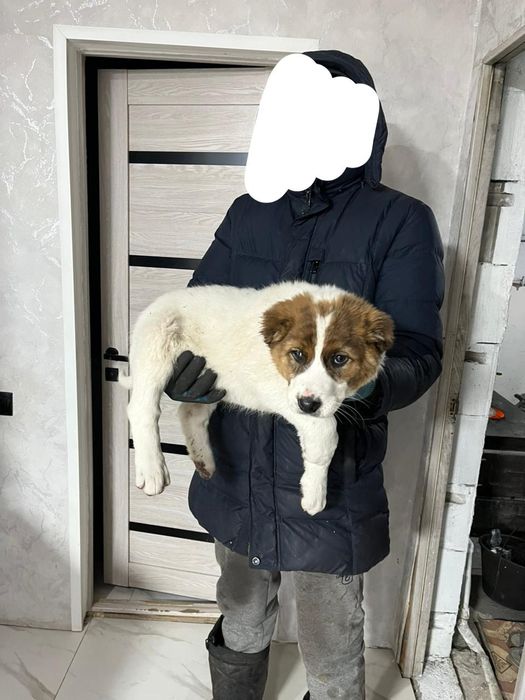 Щенки Алабая привитые