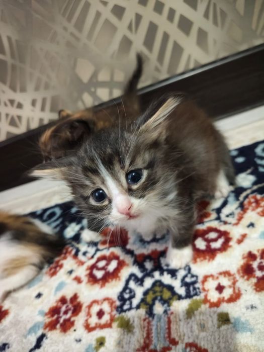 Котята домашние бесплатно