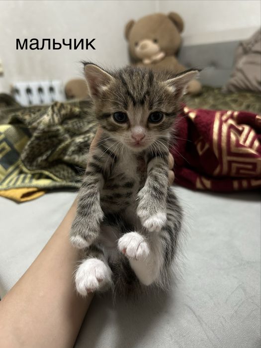 отдам котят в добрые руки