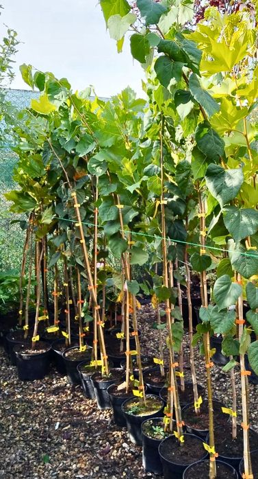 Magnolie mesteacăn buxus tei brad