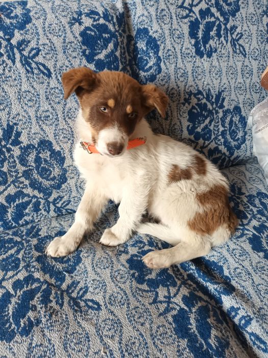 Подарява се бебе Бък