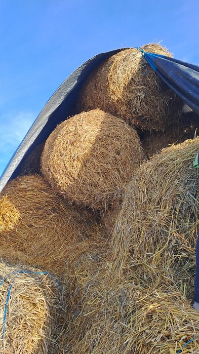 Vand baloti de paie 1.2m x 1.2m