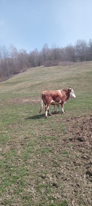 Vand taur de 1 an jumate