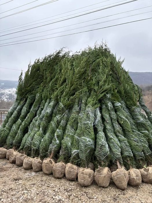 Vând tuia leylandii chiparos la oferta 2,50 m