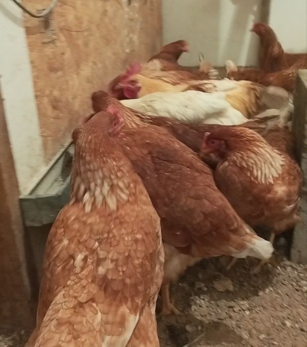 Продам курей ломан браун