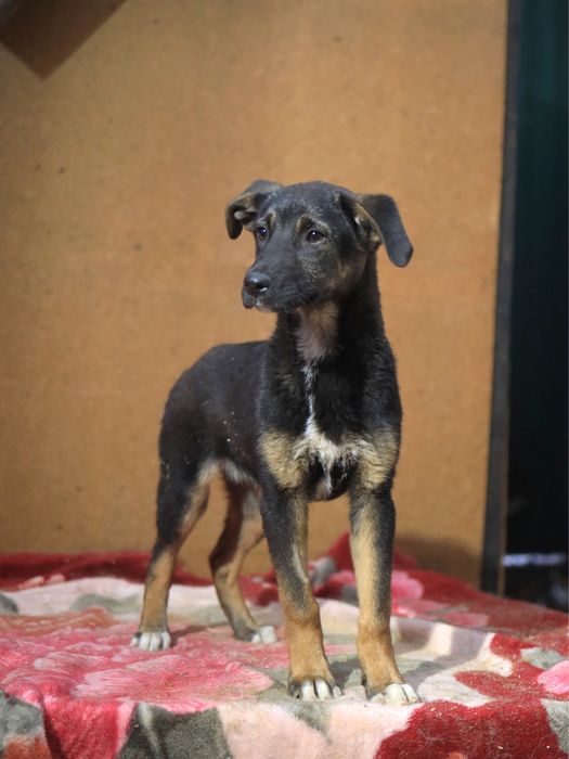 Щенок в добрые руки