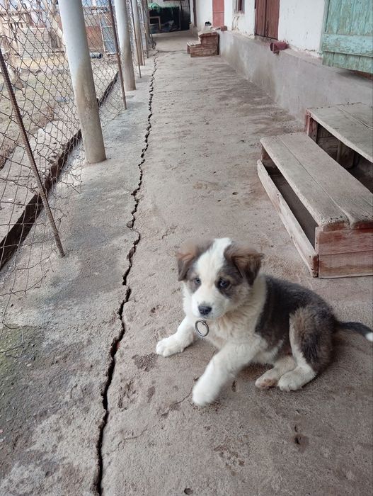 Alabay yaxshi 3 oylik