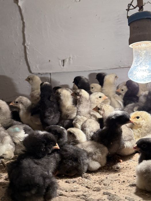 Продам цыплят породы плимутрок