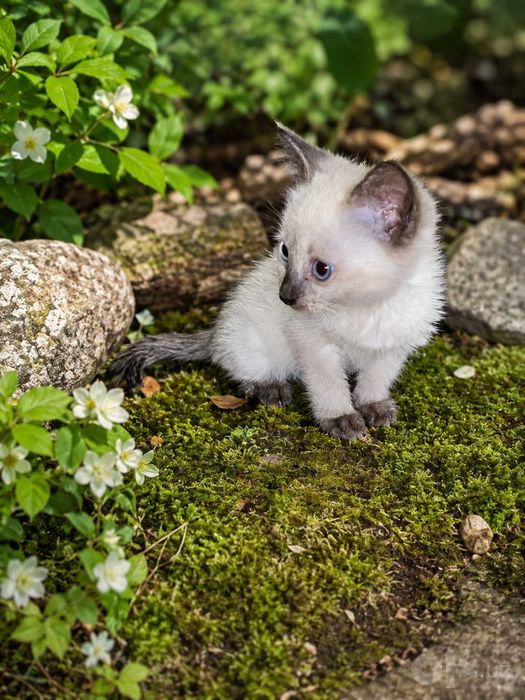 Котятки сиамские домашние
