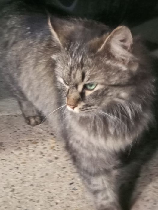 Sibir mushugi qizcha