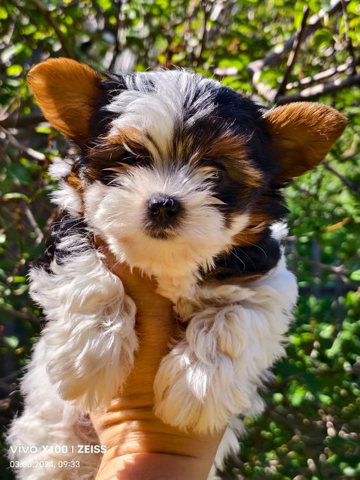 Продам щенков бивера.